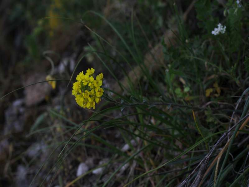 Da determinare 4 - Alyssum sp.
